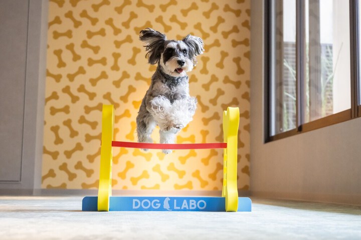 Pet Friendly 40 of 53