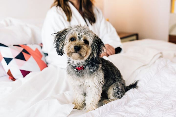 Pet-friendly