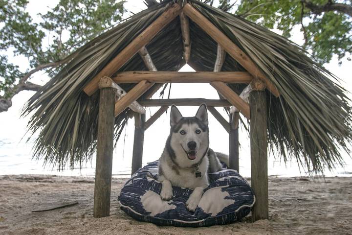 Pet Friendly 48 of 89