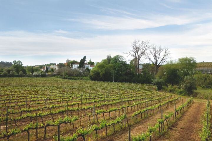 Vineyard