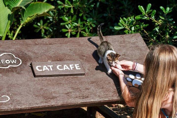Pet Friendly 72 of 137