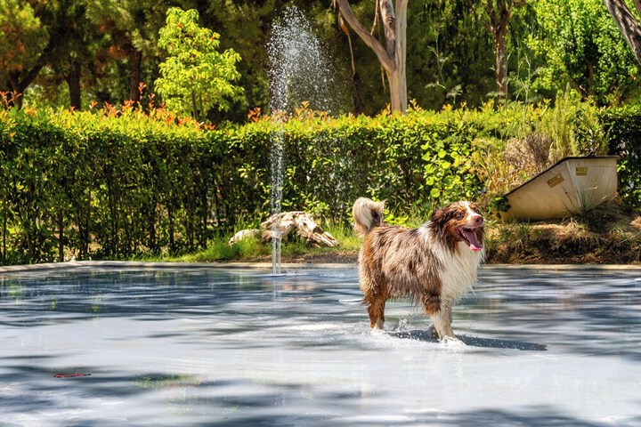 Pet Friendly 66 of 91