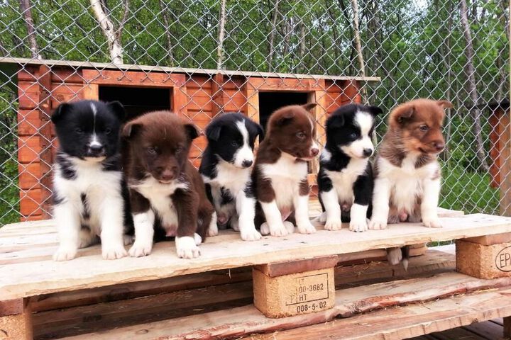 Pet Friendly 8 of 15