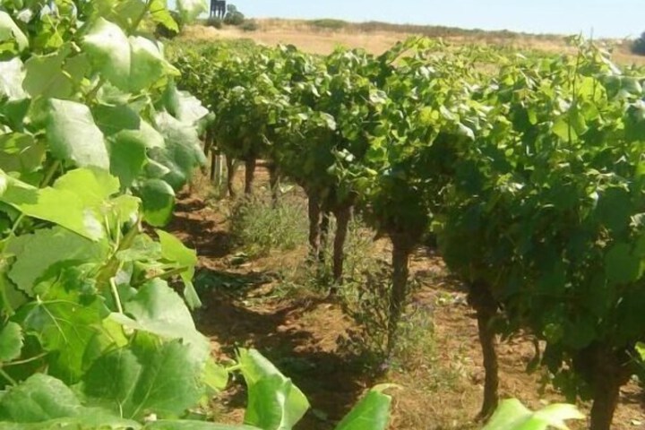 Vineyard
