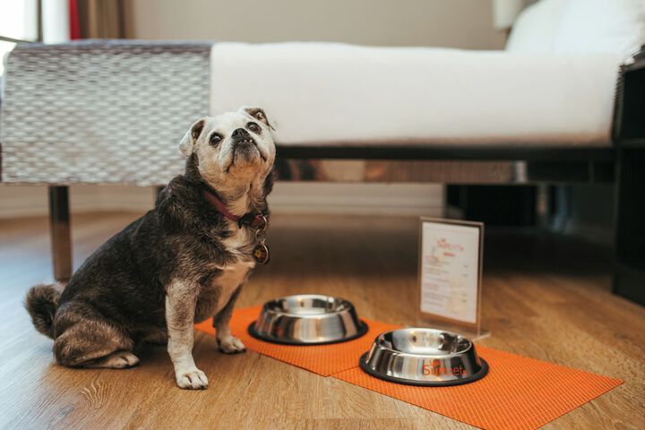 Pet-friendly