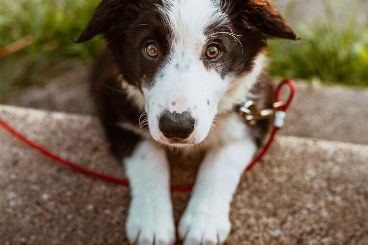 Pet Friendly 74 of 132