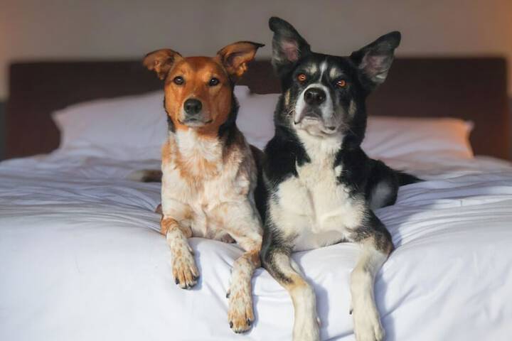 Pet-friendly
