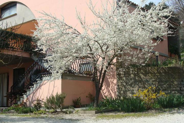 IL ROSETO