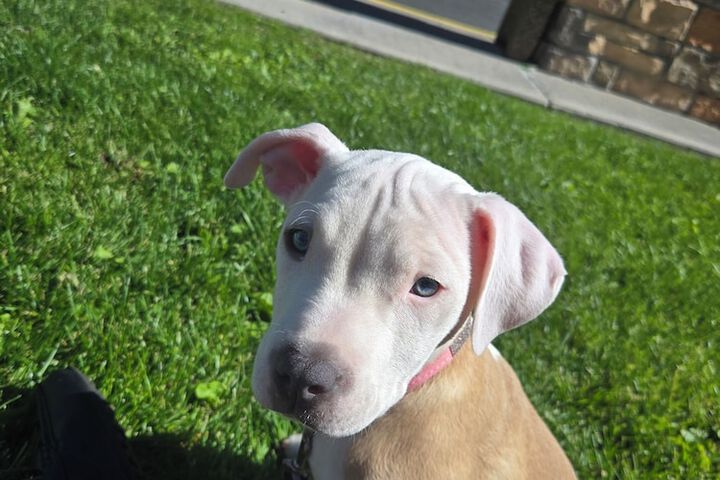 Pet Friendly 41 of 57