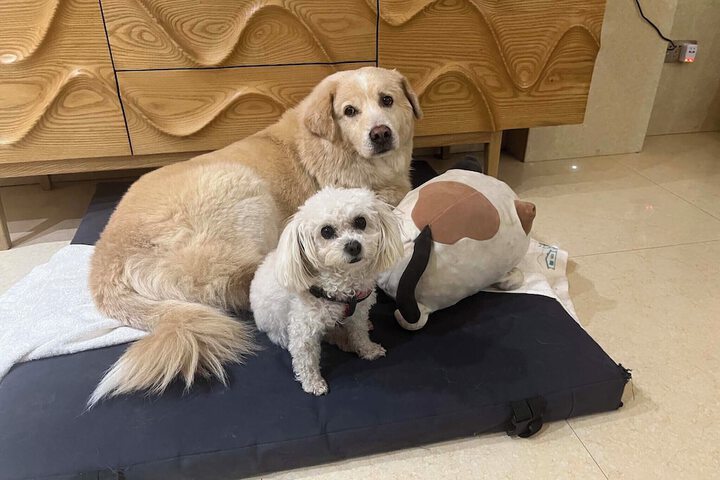 Pet Friendly 67 of 69