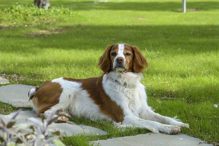 Pet Friendly 112 of 134