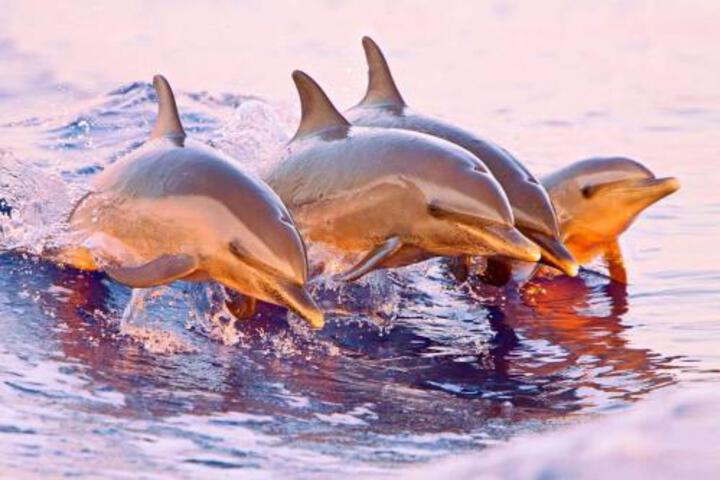 General 44 of 50