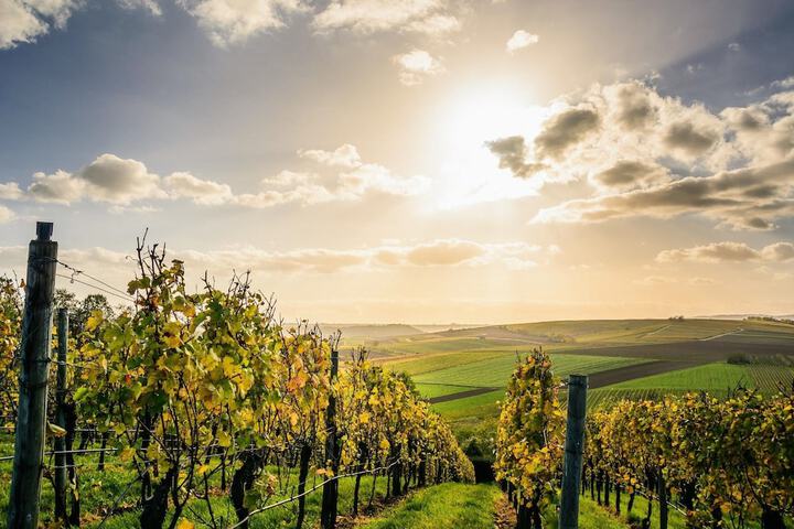 Winery