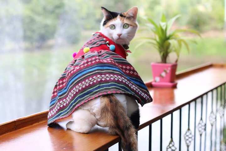 Pet-friendly