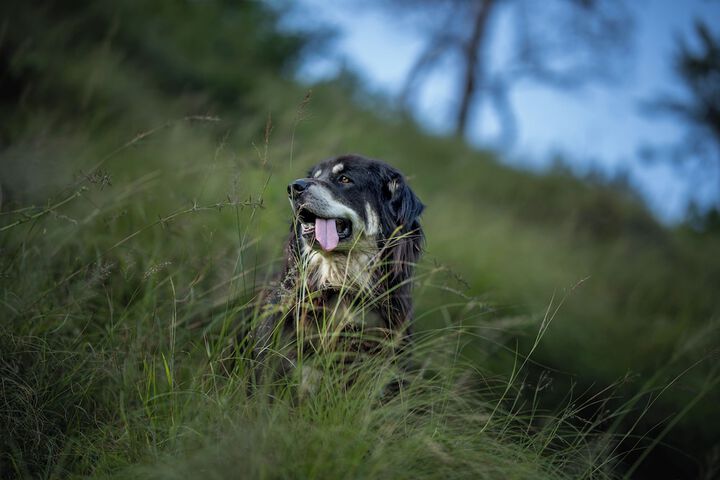 Pet Friendly 33 of 71