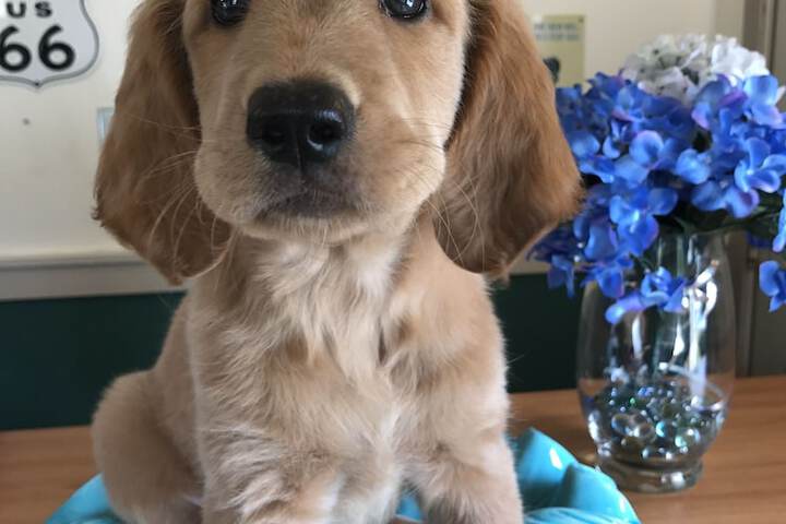 Pet Friendly 78 of 135