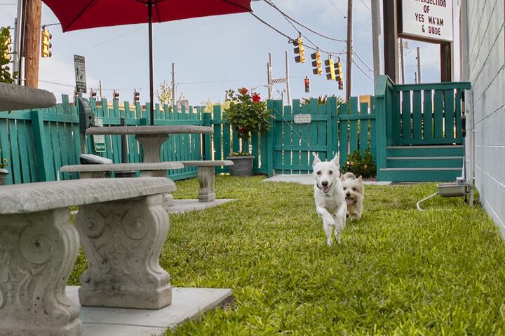 Pet-friendly