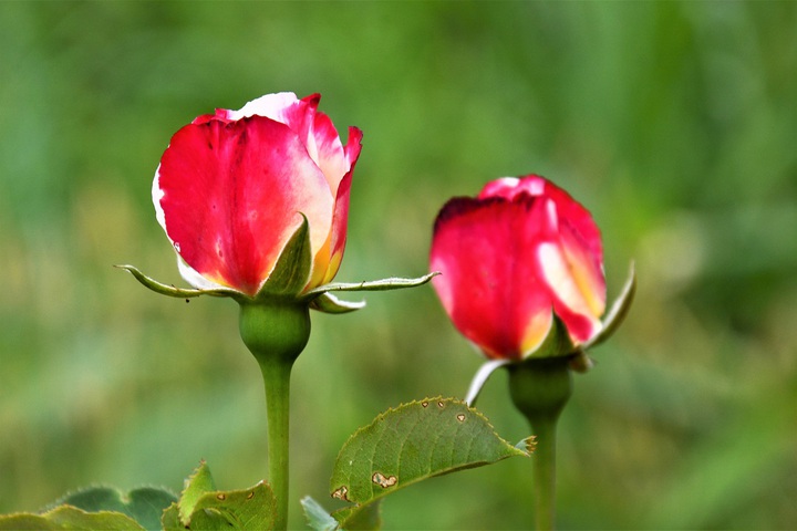 Rose garden