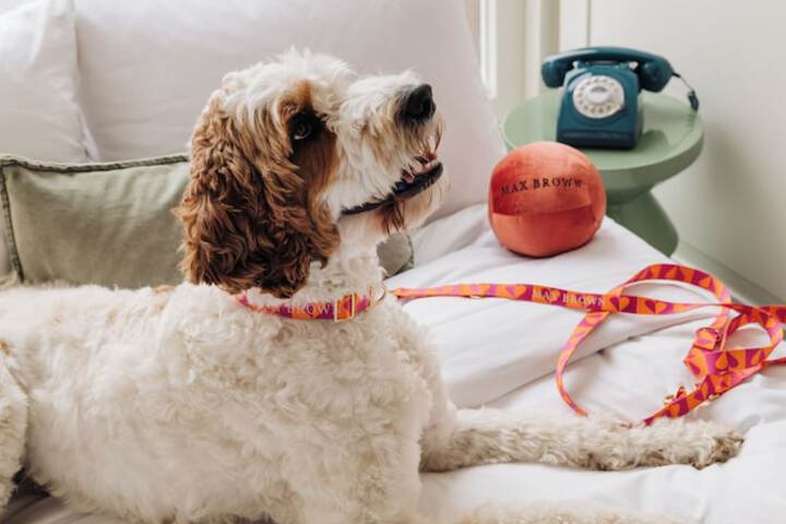 Pet-friendly