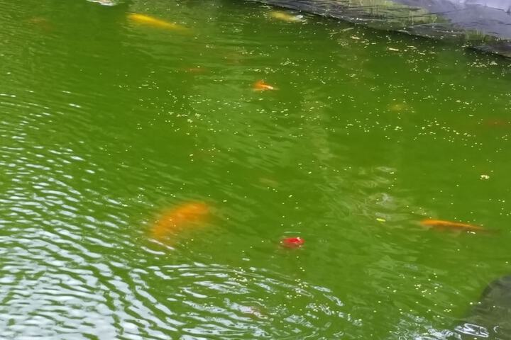 Property Grounds 50 of 55