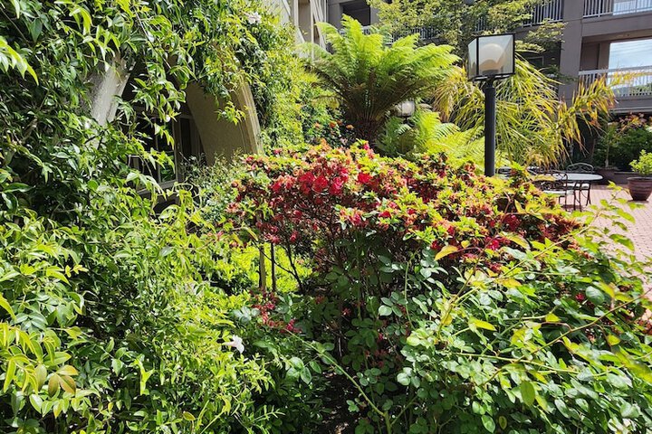 Garden view