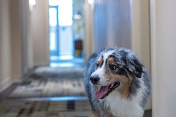 Pet Friendly 31 of 39