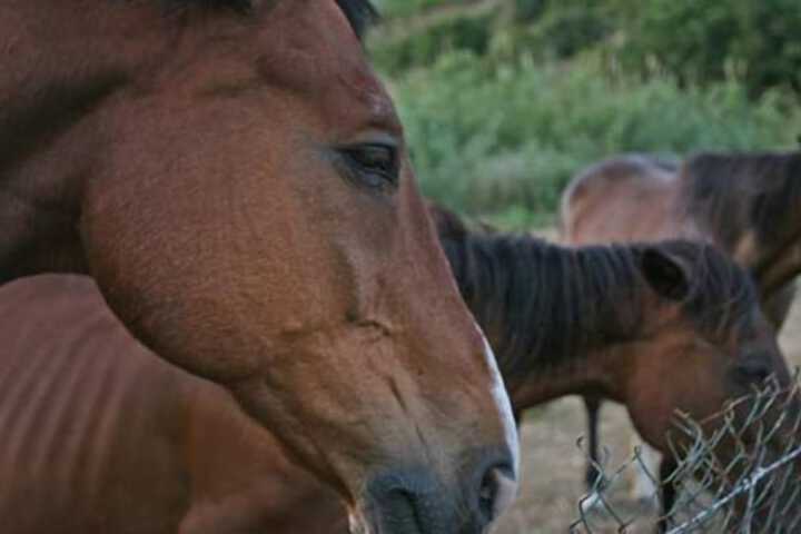 Horseback riding
