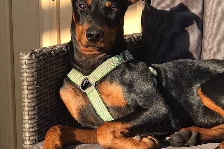 Pet Friendly 30 of 44