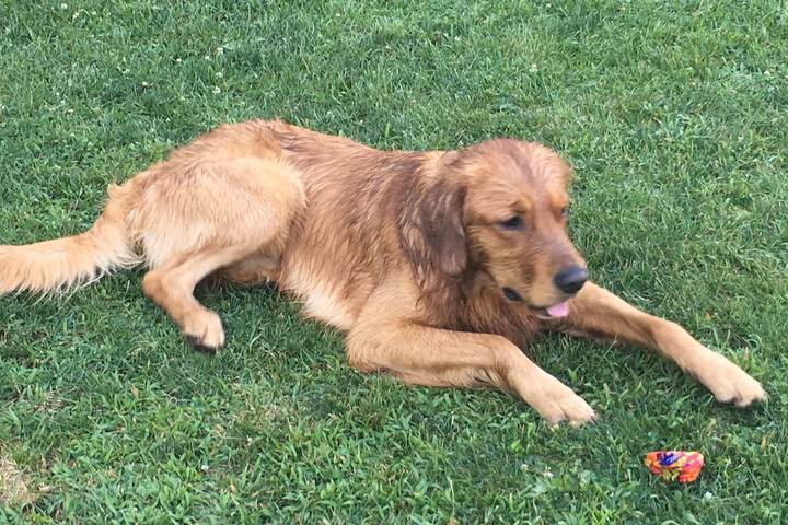 Pet Friendly 88 of 122
