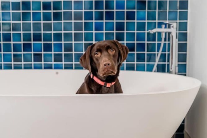 Pet-friendly