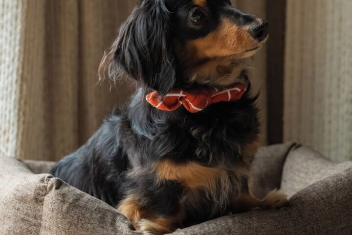 Pet Friendly 62 of 109