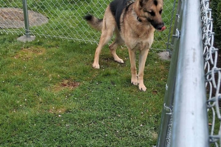 Pet-friendly amenities