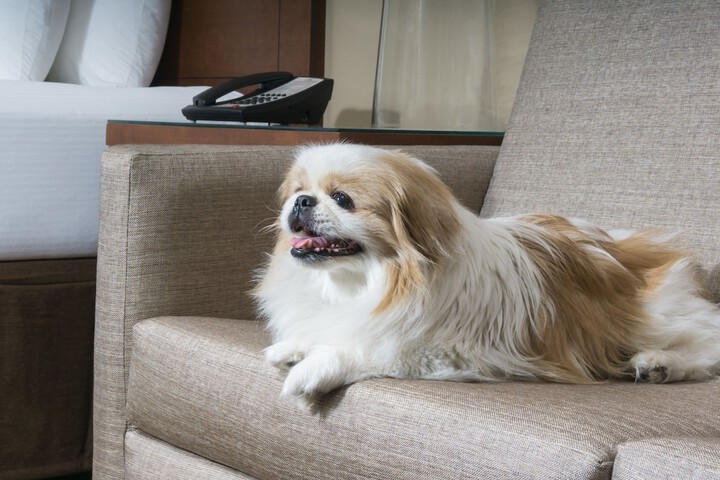 Pet-friendly