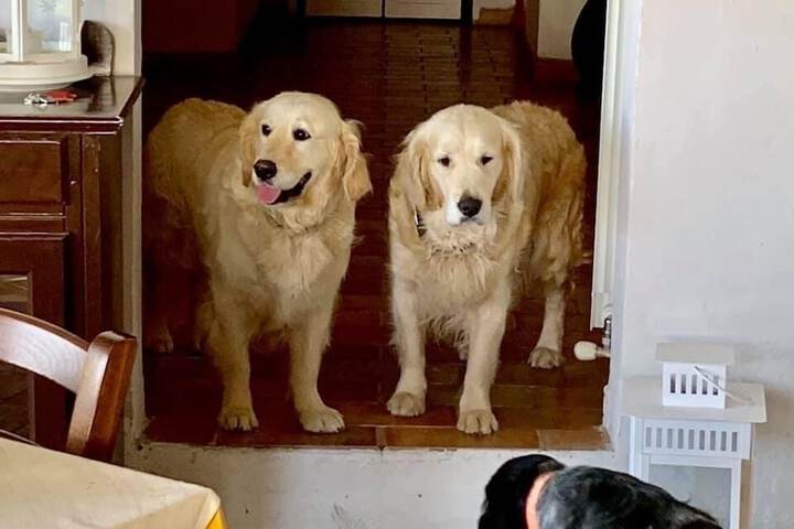 Pet Friendly 80 of 206