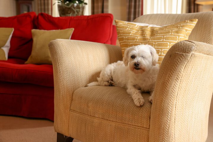 Pet Friendly 64 of 79