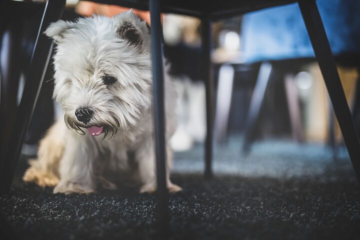 Pet Friendly 31 of 48