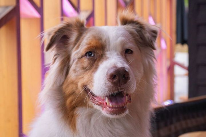 Pet Friendly 44 of 59
