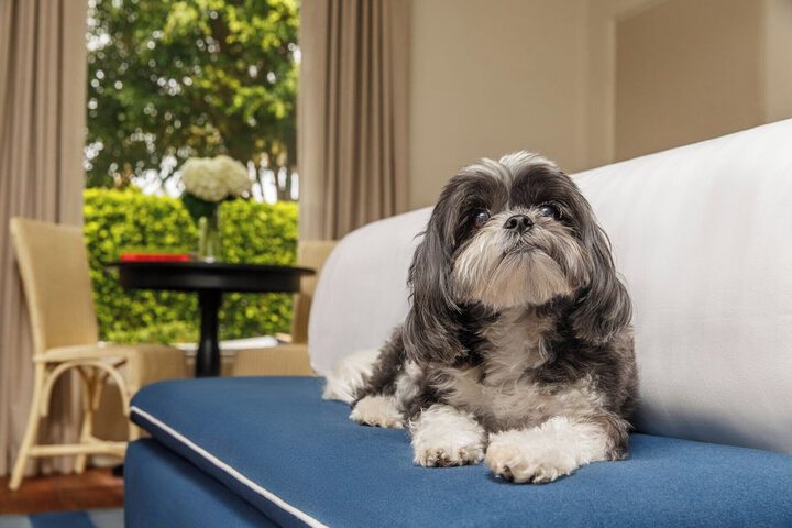 Pet-friendly