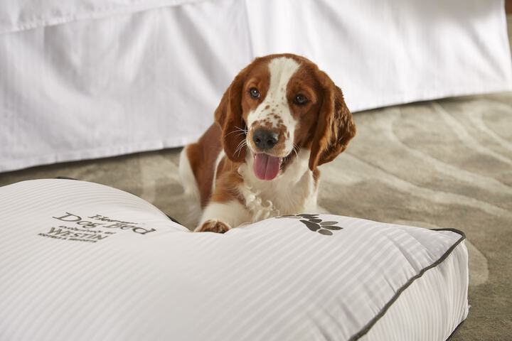 Pet-friendly