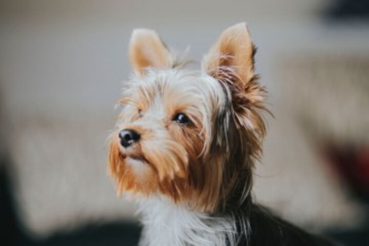 Pet Friendly 59 of 71