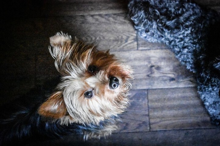 Pet Friendly 25 of 38