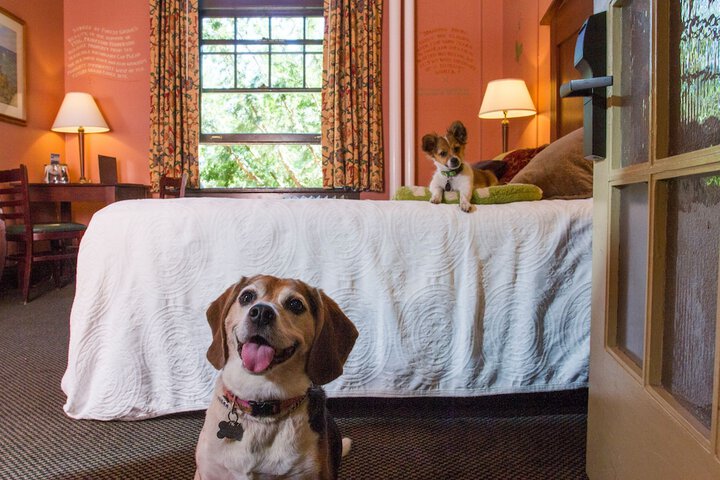 Pet-friendly