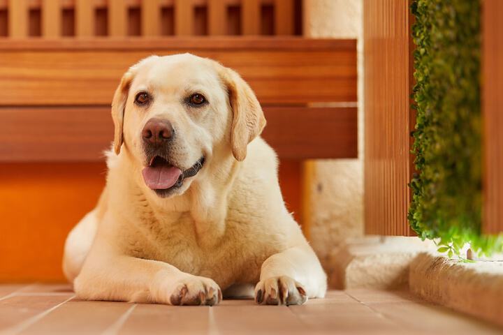 Pet Friendly 72 of 87