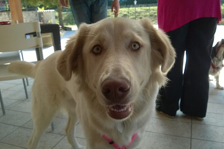 Pet Friendly 29 of 59