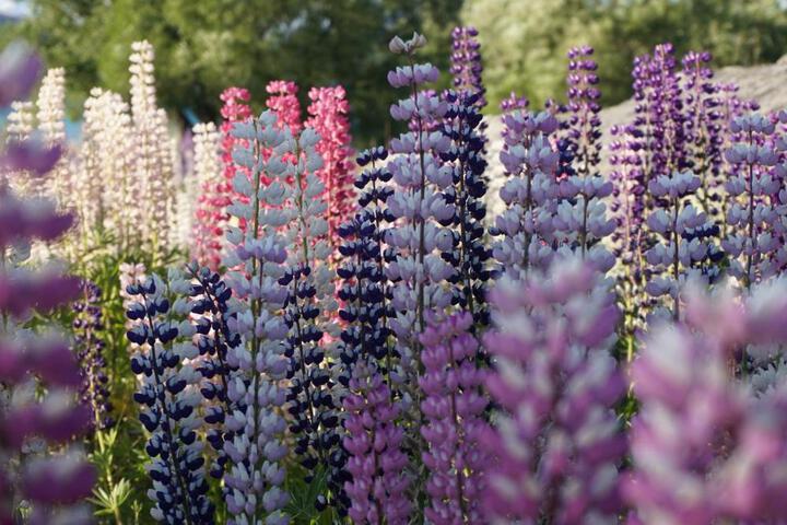 General 4 of 55