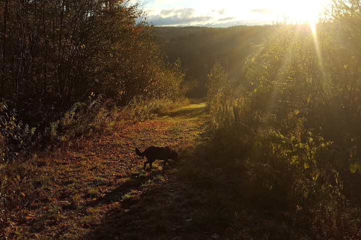 View from property