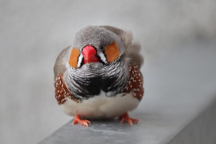 General 77 of 100
