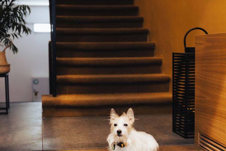 Pet Friendly 18 of 27