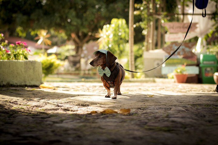 Pet Friendly 93 of 130