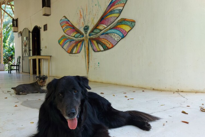 Pet Friendly 15 of 31